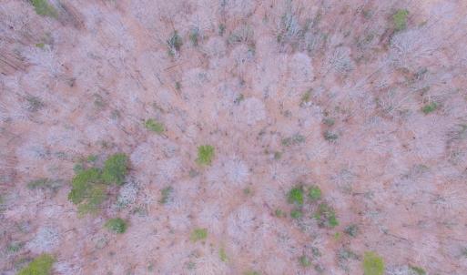 Photo of SOLD!!  55 Acres of Hunting and Timber Land with Home Site in Surry County VA!