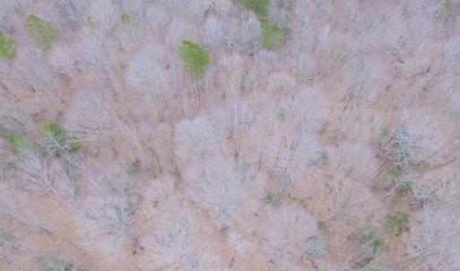 Photo of SOLD!!  55 Acres of Hunting and Timber Land with Home Site in Surry County VA!
