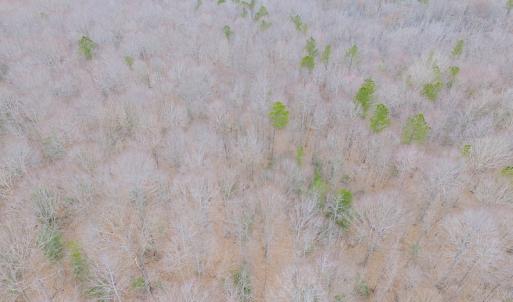 Photo of SOLD!!  55 Acres of Hunting and Timber Land with Home Site in Surry County VA!