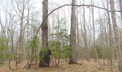 Photo of SOLD!!  55 Acres of Hunting and Timber Land with Home Site in Surry County VA!