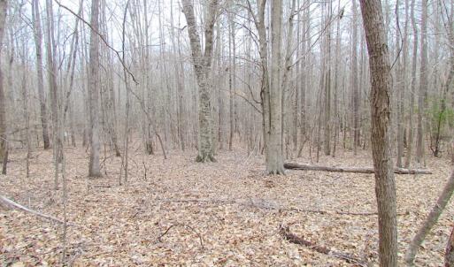 Photo of SOLD!!  55 Acres of Hunting and Timber Land with Home Site in Surry County VA!