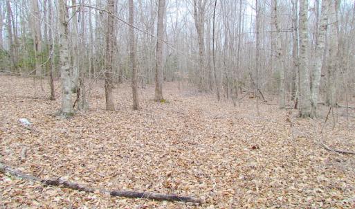 Photo of SOLD!!  55 Acres of Hunting and Timber Land with Home Site in Surry County VA!