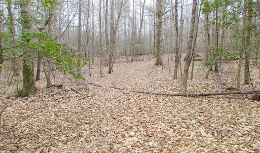 Photo of SOLD!!  55 Acres of Hunting and Timber Land with Home Site in Surry County VA!