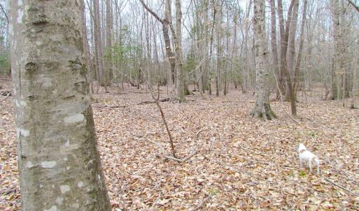 Photo of SOLD!!  55 Acres of Hunting and Timber Land with Home Site in Surry County VA!