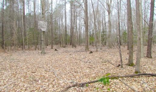 Photo of SOLD!!  55 Acres of Hunting and Timber Land with Home Site in Surry County VA!