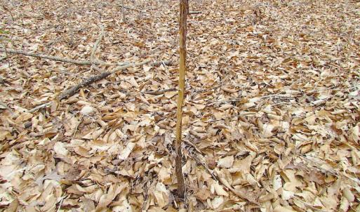 Photo of SOLD!!  55 Acres of Hunting and Timber Land with Home Site in Surry County VA!