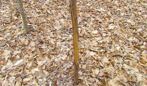 Photo of SOLD!!  55 Acres of Hunting and Timber Land with Home Site in Surry County VA!