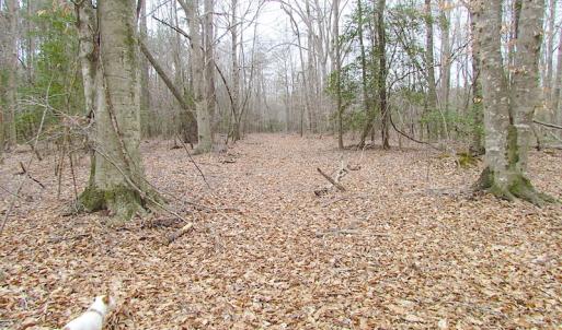Photo of SOLD!!  55 Acres of Hunting and Timber Land with Home Site in Surry County VA!