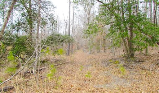 Photo of SOLD!!  55 Acres of Hunting and Timber Land with Home Site in Surry County VA!