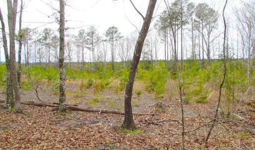 Photo of SOLD!!  55 Acres of Hunting and Timber Land with Home Site in Surry County VA!