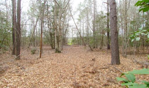 Photo of SOLD!!  55 Acres of Hunting and Timber Land with Home Site in Surry County VA!