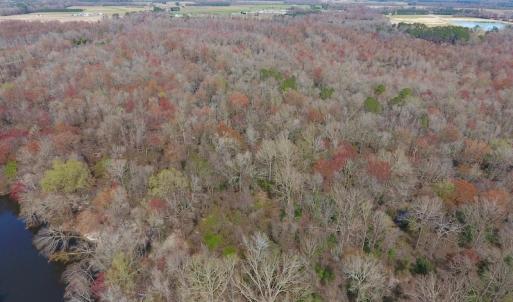 Photo of SOLD!  43.66 Acres of Creekfront Hunting Land For Sale in Greene County NC!