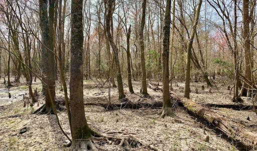 Photo of SOLD!  43.66 Acres of Creekfront Hunting Land For Sale in Greene County NC!