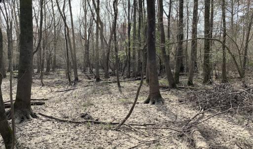 Photo of SOLD!  43.66 Acres of Creekfront Hunting Land For Sale in Greene County NC!