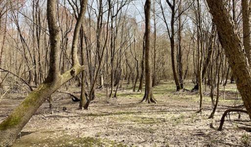 Photo of SOLD!  43.66 Acres of Creekfront Hunting Land For Sale in Greene County NC!
