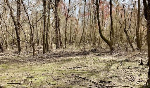 Photo of SOLD!  43.66 Acres of Creekfront Hunting Land For Sale in Greene County NC!
