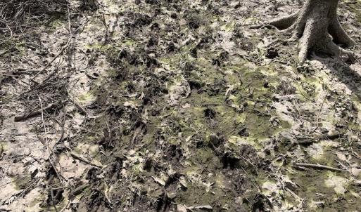 Photo of SOLD!  43.66 Acres of Creekfront Hunting Land For Sale in Greene County NC!