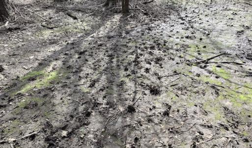 Photo of SOLD!  43.66 Acres of Creekfront Hunting Land For Sale in Greene County NC!