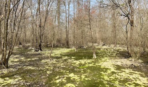 Photo of SOLD!  43.66 Acres of Creekfront Hunting Land For Sale in Greene County NC!