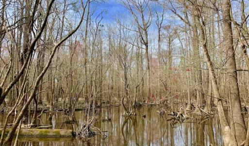 Photo of SOLD!  43.66 Acres of Creekfront Hunting Land For Sale in Greene County NC!