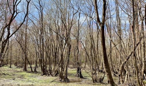 Photo of SOLD!  43.66 Acres of Creekfront Hunting Land For Sale in Greene County NC!