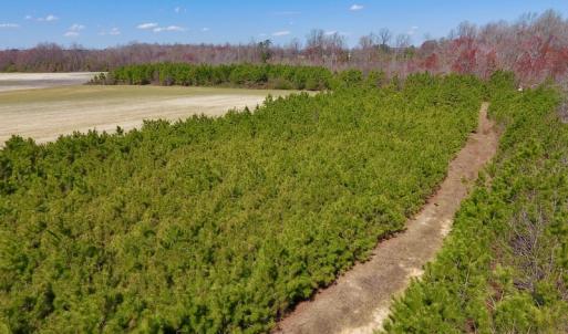 Photo of UNDER CONTRACT!  56.69 Acres of Farm and Timber Land For Sale in Wilson County NC!