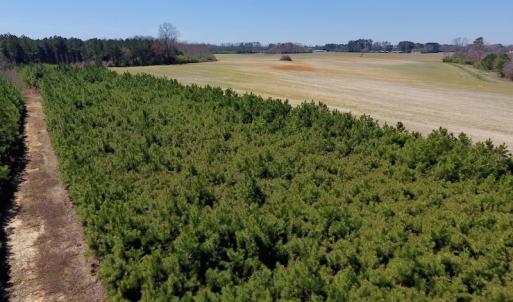 Photo of UNDER CONTRACT!  56.69 Acres of Farm and Timber Land For Sale in Wilson County NC!