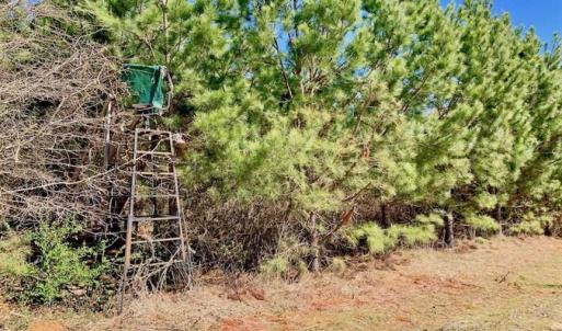 Photo of SOLD!!  81.75 Acres of Farm and Timber Land For Sale in Wilson County NC!