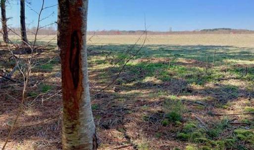 Photo of SOLD!!  81.75 Acres of Farm and Timber Land For Sale in Wilson County NC!