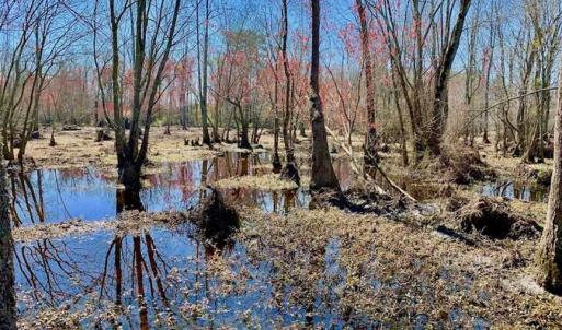 Photo of SOLD!!  81.75 Acres of Farm and Timber Land For Sale in Wilson County NC!