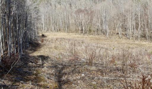 Photo of UNDER CONTRACT!  53.75 Acres of Hunting and Recreational Land For Sale in Lunenburg County VA!