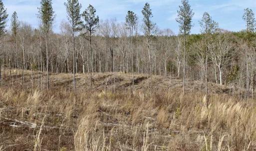 Photo of SOLD!  44.5 Acres of Hunting and Recreational Land For Sale in Lunenburg County VA!