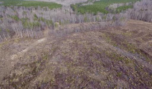 Photo of SOLD!  44.5 Acres of Hunting and Recreational Land For Sale in Lunenburg County VA!
