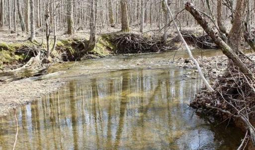 Photo of SOLD!  44.5 Acres of Hunting and Recreational Land For Sale in Lunenburg County VA!