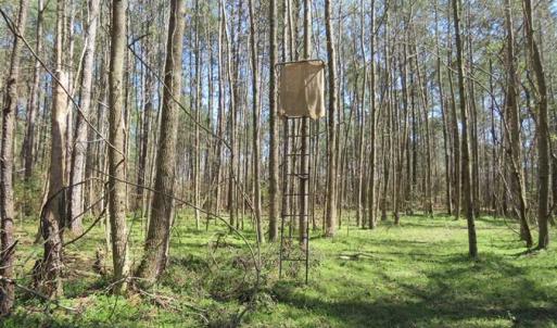 Photo of SOLD!  39 Acres of Timber and Hunting Land For Sale in Cumberland County NC!