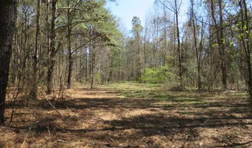 Photo of SOLD!  39 Acres of Timber and Hunting Land For Sale in Cumberland County NC!