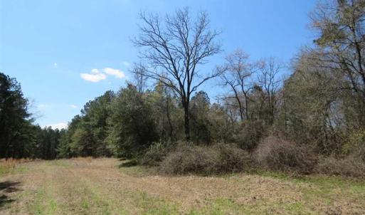 Photo of SOLD!  39 Acres of Timber and Hunting Land For Sale in Cumberland County NC!