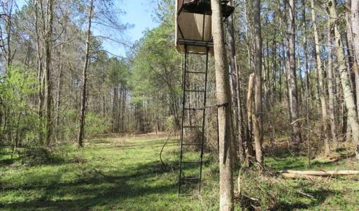 Photo of SOLD!  39 Acres of Timber and Hunting Land For Sale in Cumberland County NC!