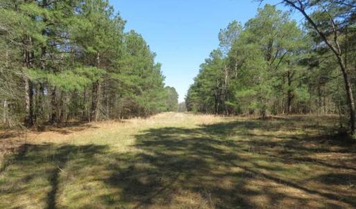 Photo of SOLD!  39 Acres of Timber and Hunting Land For Sale in Cumberland County NC!