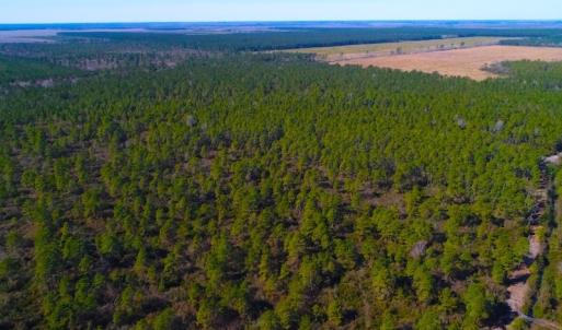 Photo of UNDER CONTRACT!  352 Acres of Timber and Recreational Land For Sale in Pamlico County NC!