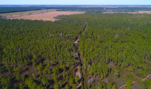 Photo of UNDER CONTRACT!  352 Acres of Timber and Recreational Land For Sale in Pamlico County NC!