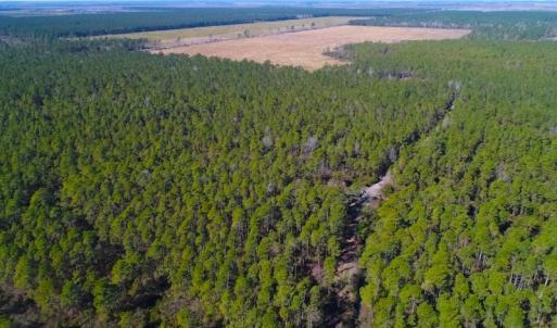 Photo of UNDER CONTRACT!  352 Acres of Timber and Recreational Land For Sale in Pamlico County NC!