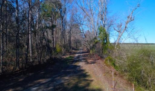 Photo of UNDER CONTRACT!  352 Acres of Timber and Recreational Land For Sale in Pamlico County NC!