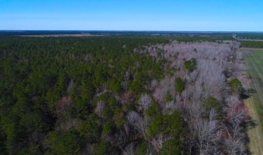 Photo of UNDER CONTRACT!  352 Acres of Timber and Recreational Land For Sale in Pamlico County NC!
