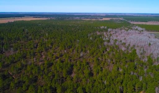 Photo of UNDER CONTRACT!  352 Acres of Timber and Recreational Land For Sale in Pamlico County NC!