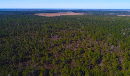 Photo of UNDER CONTRACT!  352 Acres of Timber and Recreational Land For Sale in Pamlico County NC!