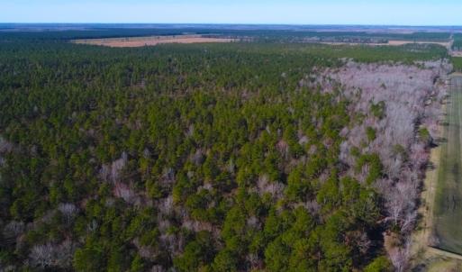 Photo of UNDER CONTRACT!  352 Acres of Timber and Recreational Land For Sale in Pamlico County NC!