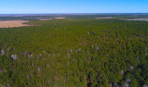 Photo of UNDER CONTRACT!  352 Acres of Timber and Recreational Land For Sale in Pamlico County NC!