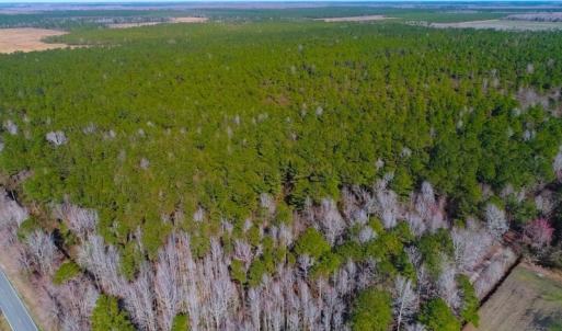 Photo of UNDER CONTRACT!  352 Acres of Timber and Recreational Land For Sale in Pamlico County NC!
