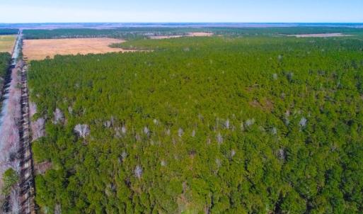Photo of UNDER CONTRACT!  352 Acres of Timber and Recreational Land For Sale in Pamlico County NC!